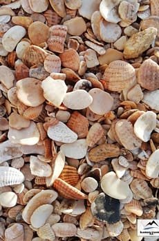 Природный натуральный камень, Морская Ракушка, ландшафтный дизайн